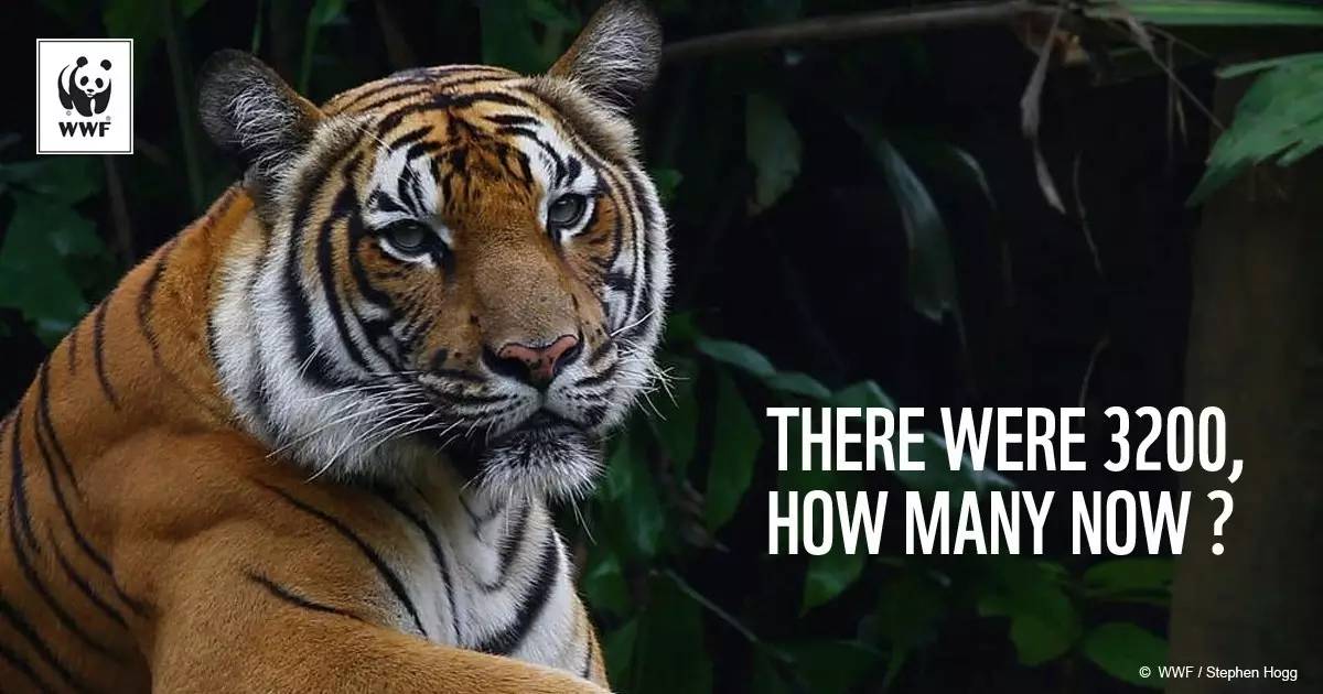 虎牌为什么没有304标识,老虎牌子啤酒