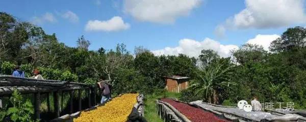 世界各地咖啡科普,科普咖啡知识