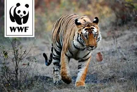 虎牌为什么没有304标识,老虎牌子啤酒