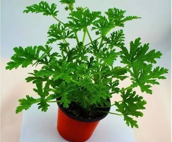 室外怎么驱蚊最有效又安全,广西驱蚊最有效的方法