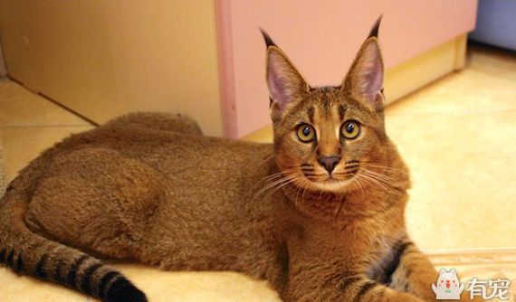 世界上最贵的十大宠物你知道几个 (最贵的宠物乌龟品种)