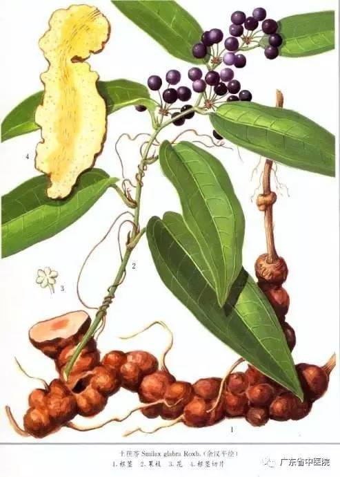 「每日一膳」你知道“龟苓膏”的“苓”来自哪?还有一道清热祛湿汤水送上!广东省中医院杨志敏教授今日推荐