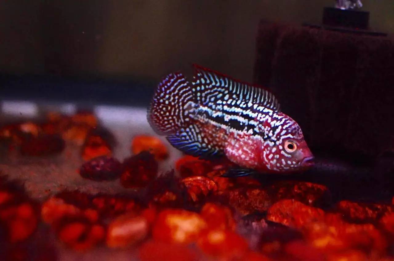 水养可以养什么,水养好了用什么过滤