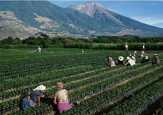 世界各地咖啡科普,科普咖啡知识