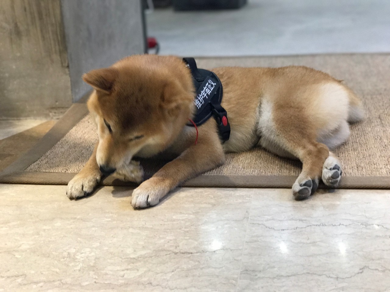 能把一条柴犬请来当服务员，也只有杭州这家新晋网红商场了吧……这波刷卡5折攻略，你一定收好！