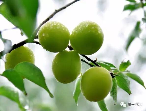 「健康」夏日凉果之王:一颗胜万药,排毒安神抗衰老!