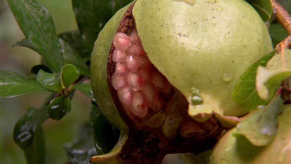 不用吐籽的石榴是哪种,吃石榴的正确方法石榴要不要吐籽