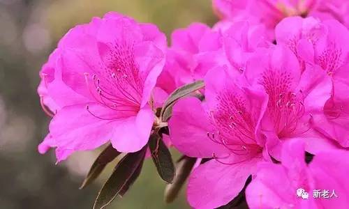 全国56个市花图片,中国各市市花集中图