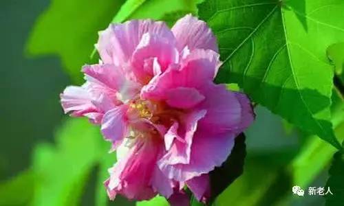 全国56个市花图片,中国各市市花集中图