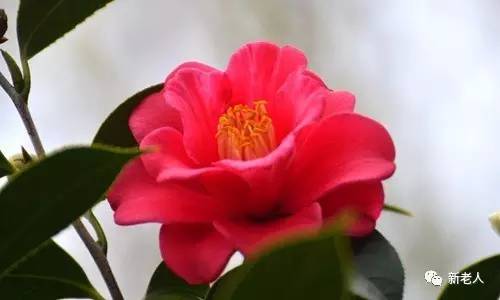 全国56个市花图片,中国各市市花集中图