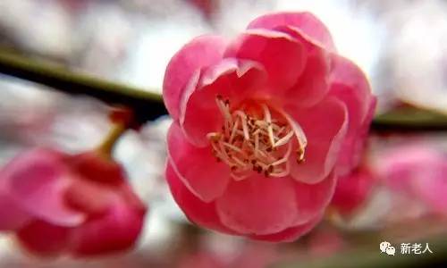 全国56个市花图片,中国各市市花集中图