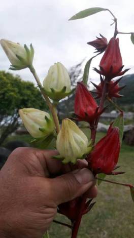 有阳光的日子,都不辜负|听台商李贤治在川“务农”的“庄园经”