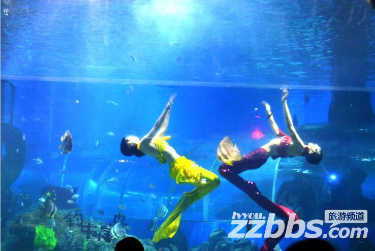 东京极地海洋馆表演,极地海洋馆美人鱼