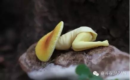 痛经假有明文规定,痛经假哪些省份执行