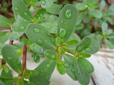 马齿苋的危害哪些人不能吃,爱吃马齿苋菜