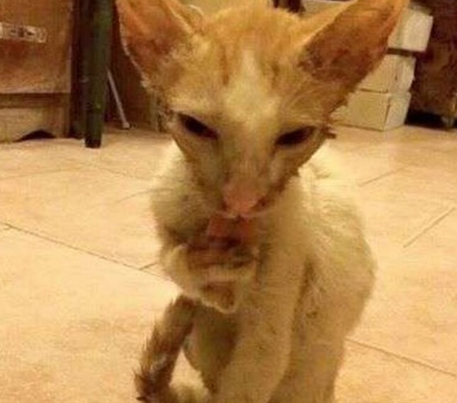 流浪小猫出车祸后,下巴严重脱臼变小怪物,直到好心人收养后!