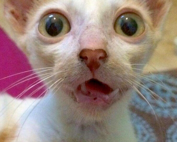 流浪小猫出车祸后,下巴严重脱臼变小怪物,直到好心人收养后!