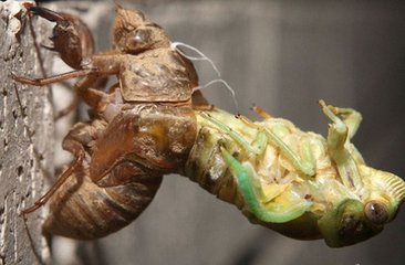 游泳湿气寒气怎么祛除,祛除体内寒气湿气的药