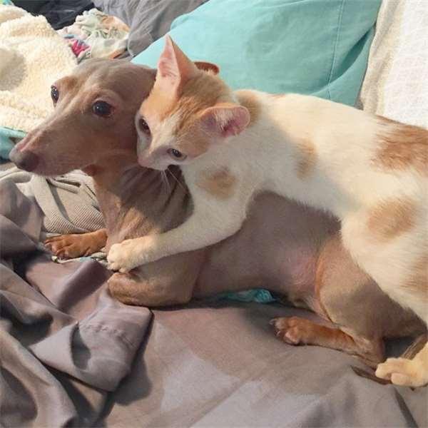 被撞的浪猫下巴严重的脱臼歪斜，想不到却意外成了它的特色招牌！