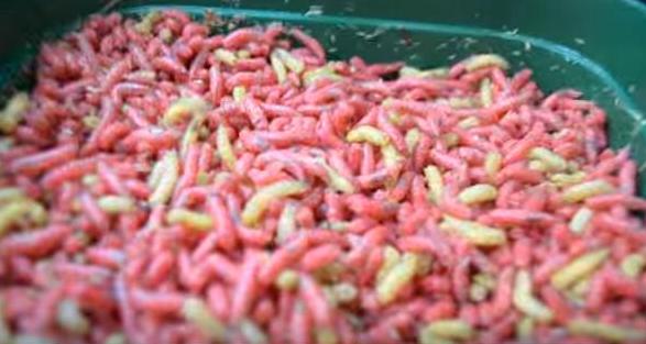 重口新高度!两男子“将活蛆搅碎后饮用”,看完我再也不想吃饭了