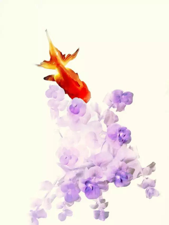 cmpa是什么,cmpa手机摄影欣赏