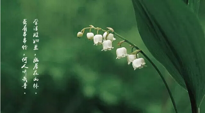 每日一花花语,周大福铃兰花开幸福归来