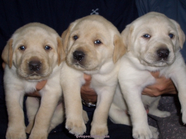 拉布拉多幼犬多少钱一只正宗的,拉布拉多正宗幼犬价格多少钱一只