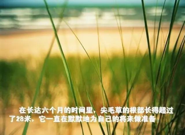 多少人没有熬过这三厘米！深扎根才能快成长！