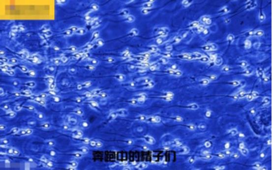 真实拍摄人类胚胎发育过程,10张图带你了解孕育全过程