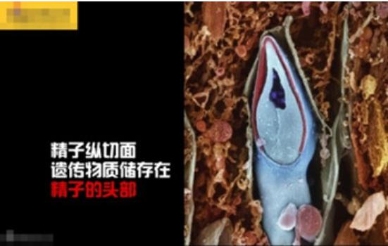 真实拍摄人类胚胎发育过程,10张图带你了解孕育全过程