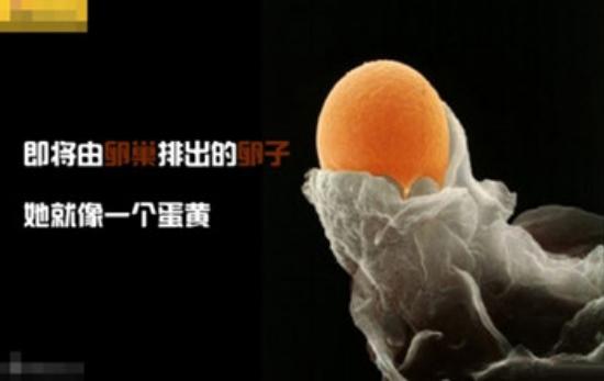 真实拍摄人类胚胎发育过程,10张图带你了解孕育全过程