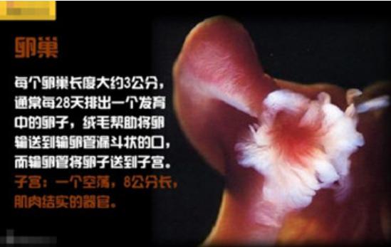 真实拍摄人类胚胎发育过程,10张图带你了解孕育全过程