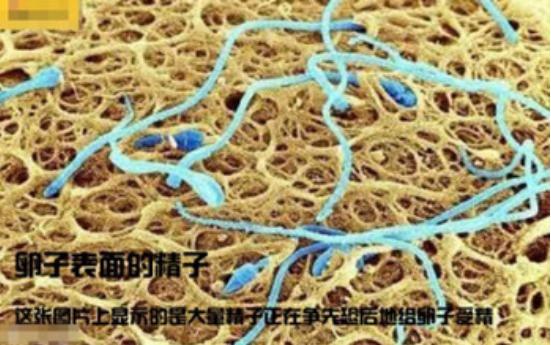 真实拍摄人类胚胎发育过程,10张图带你了解孕育全过程