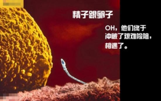 真实拍摄人类胚胎发育过程,10张图带你了解孕育全过程