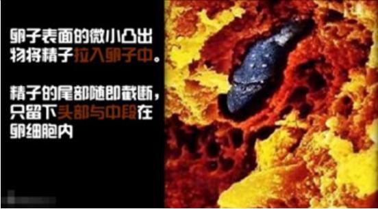 真实拍摄人类胚胎发育过程,10张图带你了解孕育全过程