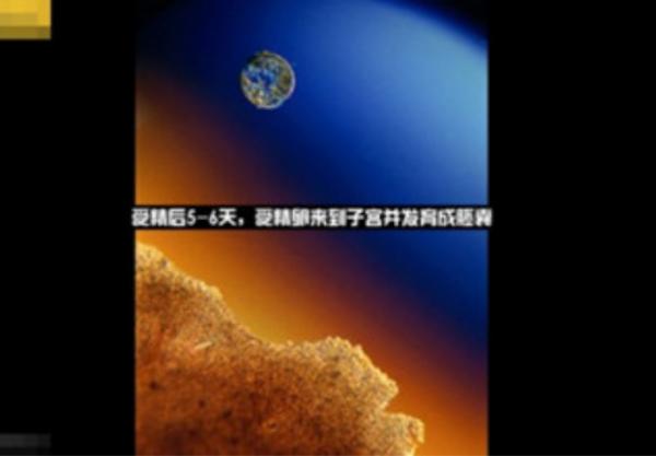 真实拍摄人类胚胎发育过程,10张图带你了解孕育全过程