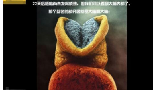 真实拍摄人类胚胎发育过程,10张图带你了解孕育全过程