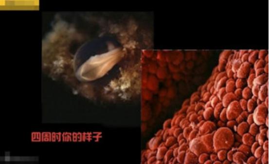 真实拍摄人类胚胎发育过程,10张图带你了解孕育全过程