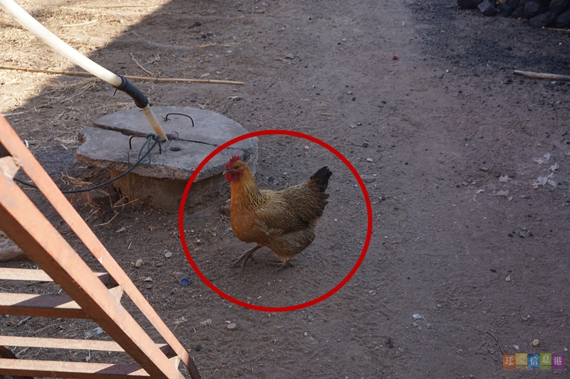 怪异鸡蛋,从鸡蛋里面生出来的真实怪物