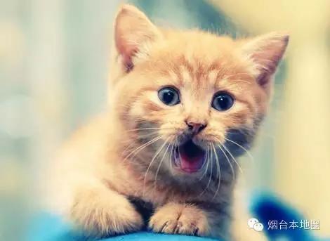 淄博和烟台差距大吗,烟台和青岛差距多大