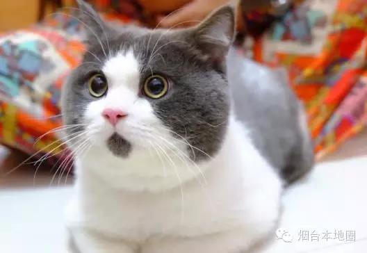 淄博和烟台差距大吗,烟台和青岛差距多大