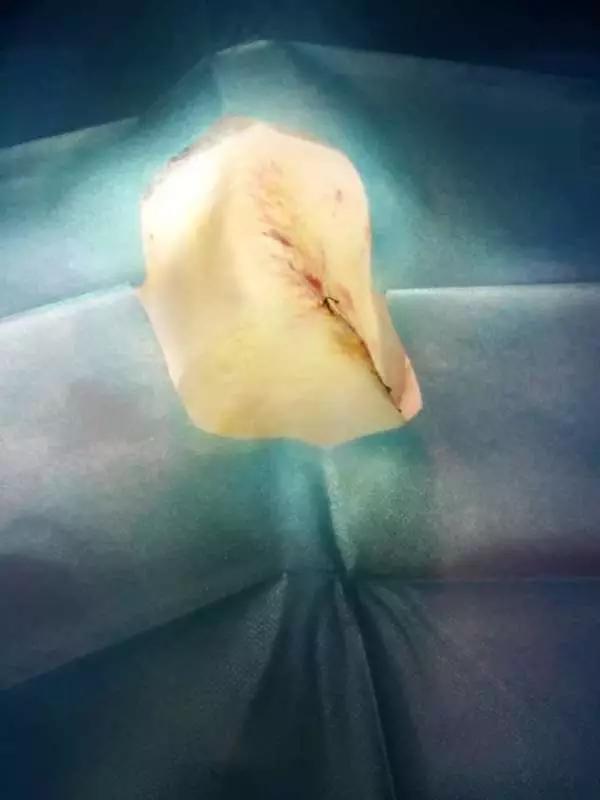 当宠物医生的感受,做宠物医生要什么条件