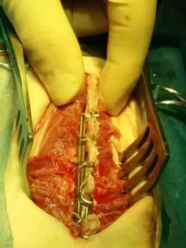 当宠物医生的感受,做宠物医生要什么条件