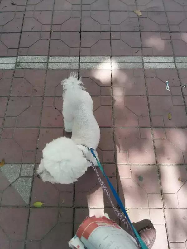 当宠物医生的感受,做宠物医生要什么条件