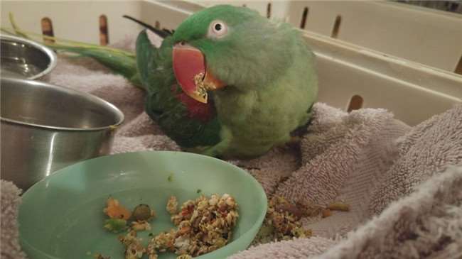 鹦鹉鸟笼被踩碎,鹦鹉踩烂鸟笼的视频