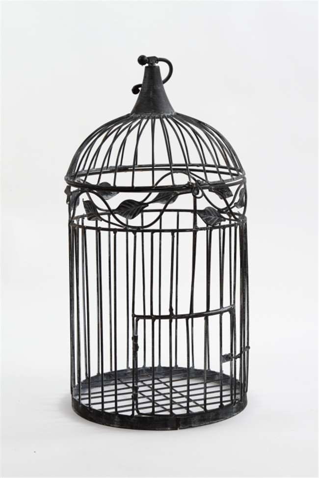 鹦鹉鸟笼被踩碎,鹦鹉踩烂鸟笼的视频