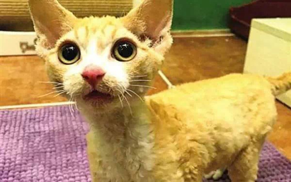 广州宠物咖啡馆,广州宠物咖啡厅推荐