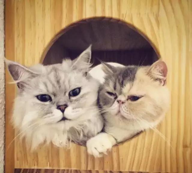 广州宠物咖啡馆,广州宠物咖啡厅推荐