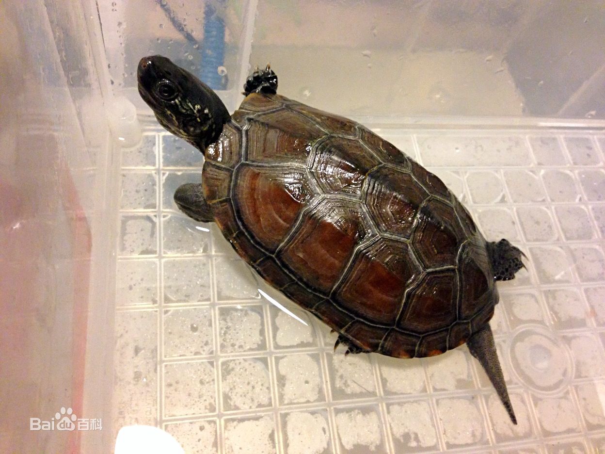 超级可爱的十大萌宠可以在家养,好养又干净的宠物萌宠