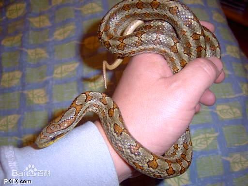 超级可爱的十大萌宠可以在家养,好养又干净的宠物萌宠